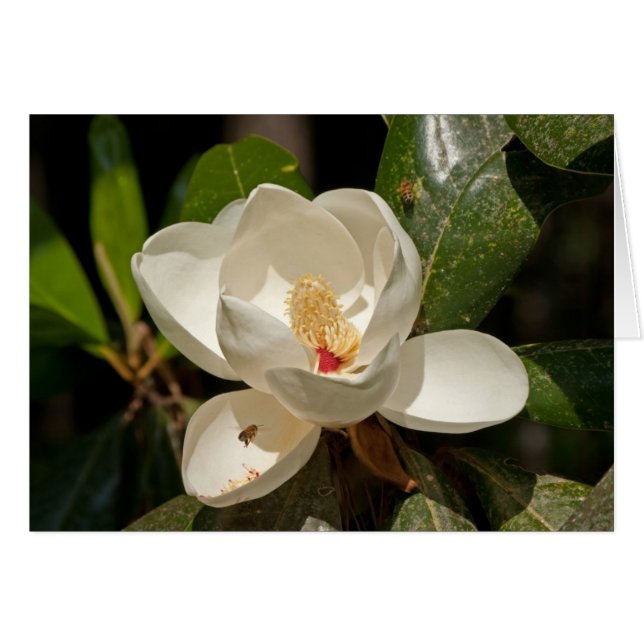 Südliche Magnolien-Blume (Vorderseite (Horizontal))