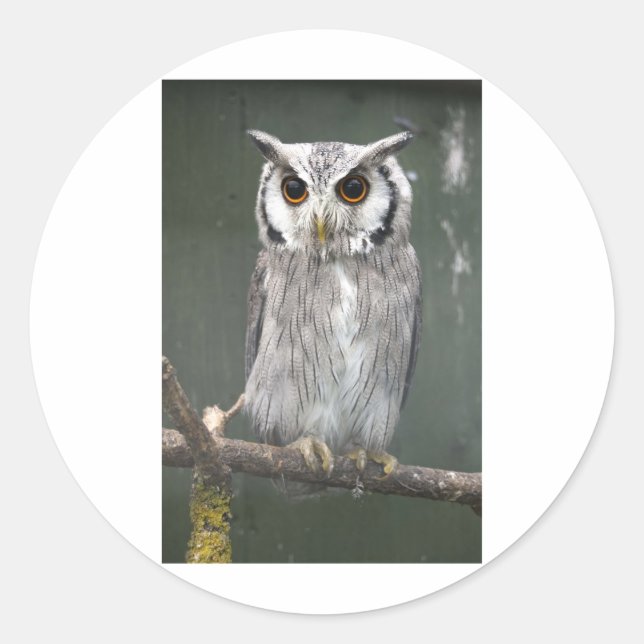 Südliche Weißkopfschale Runder Aufkleber (Vorderseite)