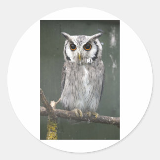 Südliche Weißkopfschale Runder Aufkleber