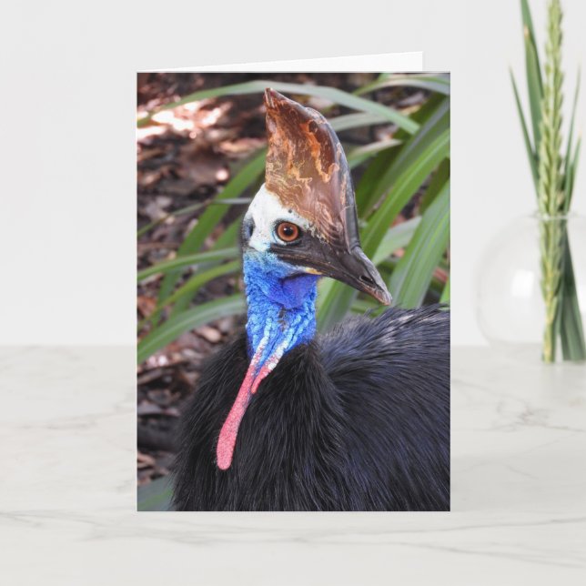 Südlicher Cassowary Karte (Vorderseite)