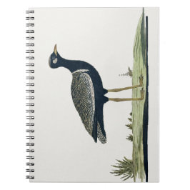 Südlicher Korhaan - Notizblock