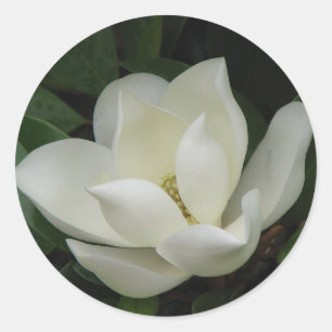Südmagnolia Bloom Runder Aufkleber