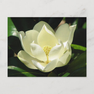 SüdMagnolien Postkarte