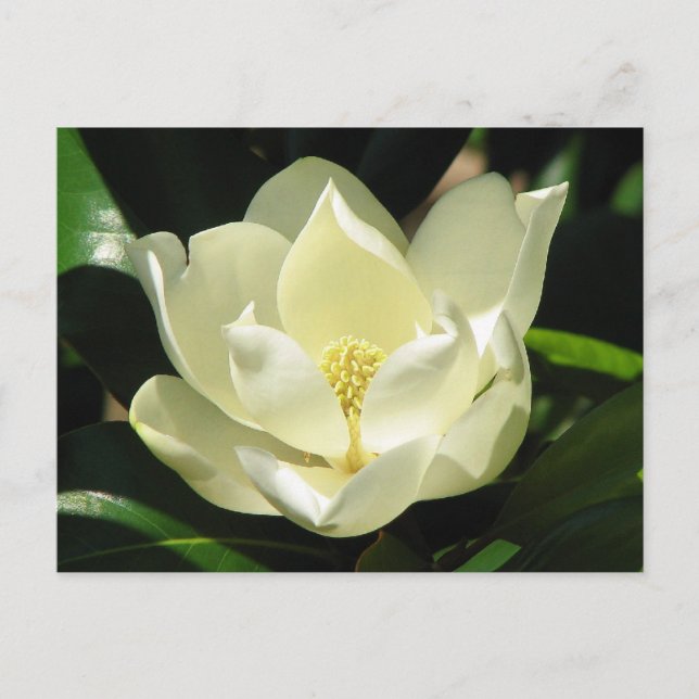 SüdMagnolien Postkarte (Vorderseite)