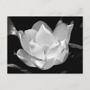 SüdMagnolien Postkarte