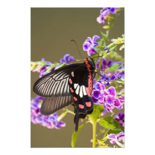 Südostasien, Thailand, Doi Inthanon, Papilio Fotodruck