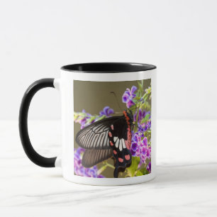 Südostasien, Thailand, Doi Inthanon, Papilio Tasse
