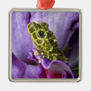 Südostvietnam. Nahaufnahme des Moosfroschs Silbernes Ornament