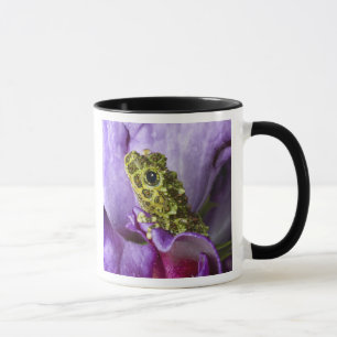 Südostvietnam. Nahaufnahme des Moosfroschs Tasse