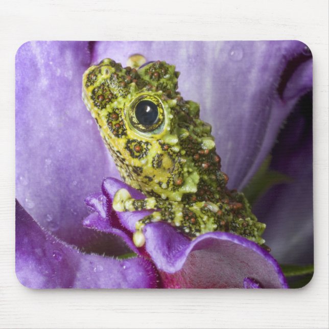 Südostvietnam. Naher Mosaikfrosch Mousepad (Vorne)