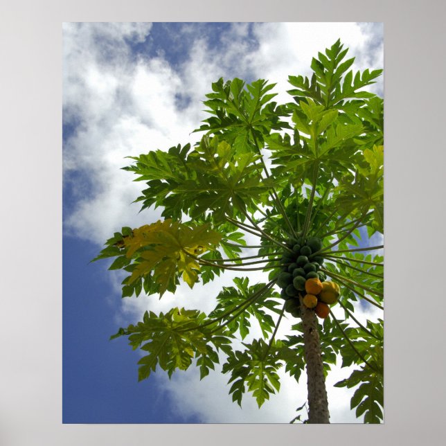 Südpazifik, Französisch-Polynesien, Moorea. 2 Poster (Vorne)