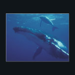 Südpazifik, Tonga. Buckelwal und Kalb Postkarte<br><div class="desc">COPYRIGHT Amos Nachoum / DanitaDelimont.com | NA02 ANA0008.jpg | Südpazifik,  Tonga. Buckelwal und Kalb</div>