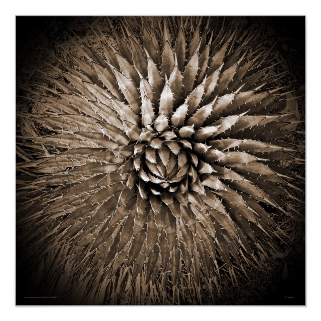 Südwest Agave Spikes Square Sepia Poster (Vorderseite)