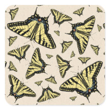 Südwest-Gelbe Frack-Schmetterlinge überall