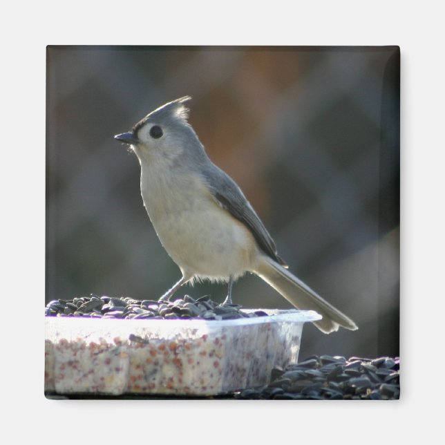 Suet Supper Magnet (Vorne)