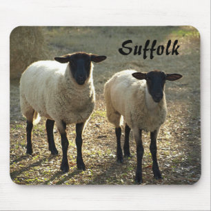 Suffolk-Schafe Spätnachmittagssonne Hofweide Mousepad
