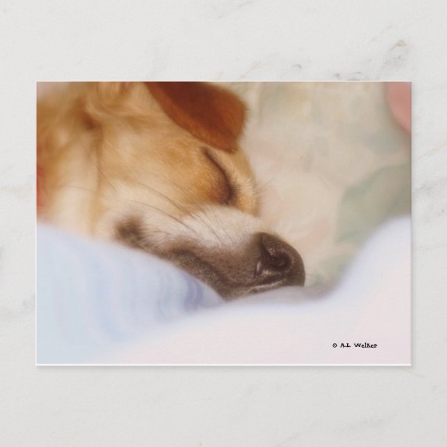 Sugar Booger Postkarte (Vorderseite)