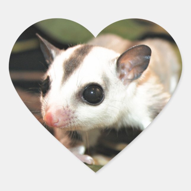 Sugar Glider Herz-Aufkleber (Vorderseite)