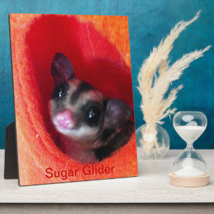 Sugar Glider in orangem Hängebett Fotoplatte