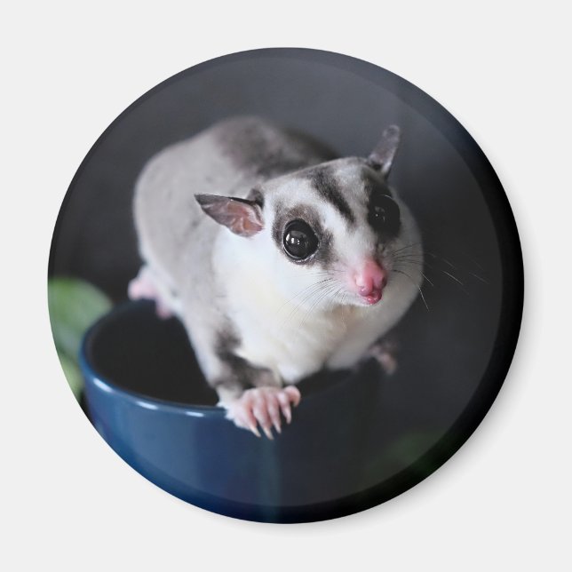 Sugar Glider Magnet (Vorne)