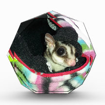 Sugar Glider mit einem Hut