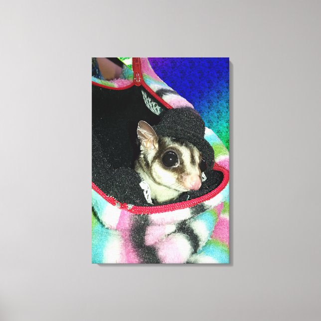 Sugar Glider mit einem Hut Leinwanddruck (Vorderseite)