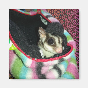 Sugar Glider mit einem Hut Magnet