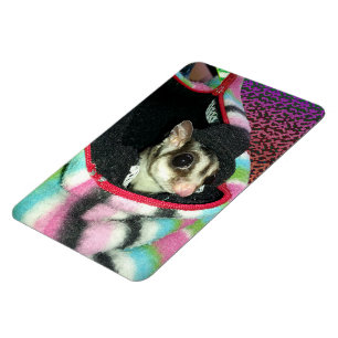 Sugar Glider mit einem Hut Magnet