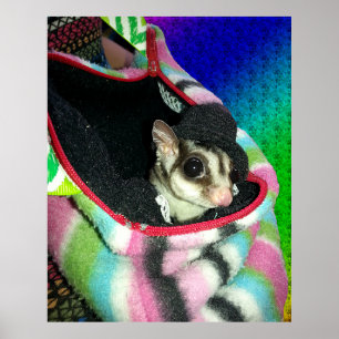 Sugar Glider mit einem Hut Poster