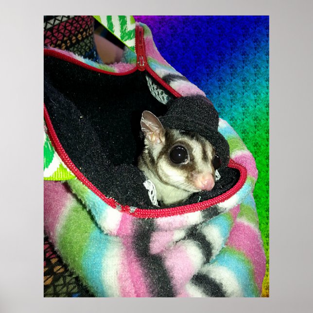 Sugar Glider mit einem Hut Poster (Vorne)