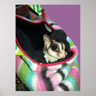 Sugar Glider mit einem Hut Poster