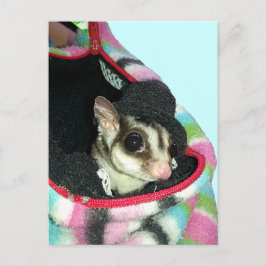 Sugar Glider mit einem Hut Postkarte