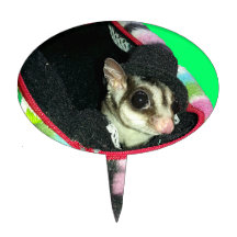 Sugar Glider mit einem Hut