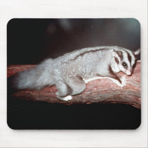 Sugar Glider - Petaurus breviceps Mousepad