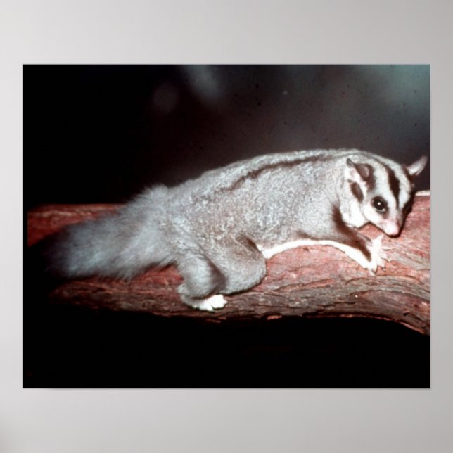 Sugar Glider - Petaurus breviceps Poster (Vorne)