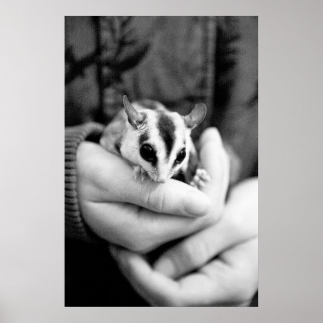 Sugar Glider Poster (Vorne)