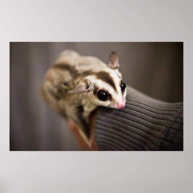 Sugar Glider Poster (Vorne)