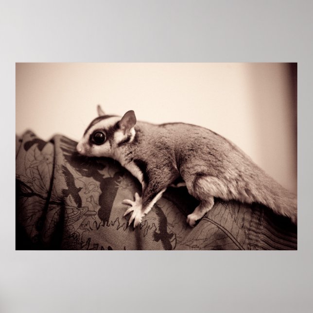 Sugar Glider Poster (Vorne)