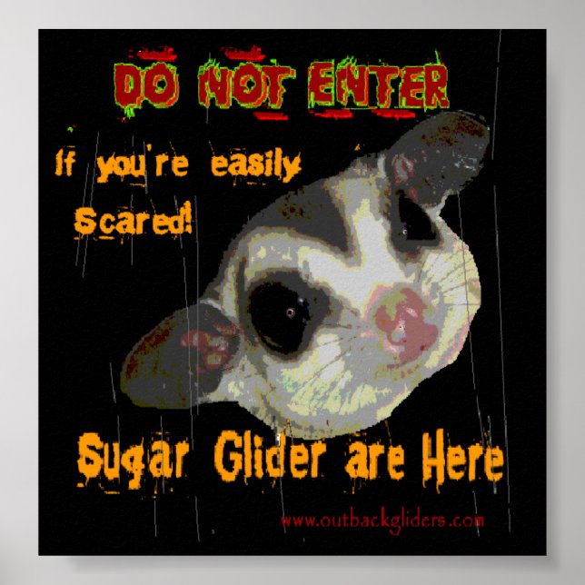 Sugar Glider Poster (Vorne)