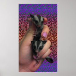 Sugar Glider Poster