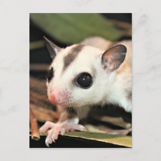 Sugar Glider Postkarte (Vorderseite)