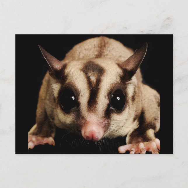 Sugar Glider Postkarte (Vorderseite)