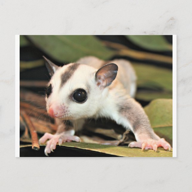Sugar Glider Postkarte (Vorderseite)