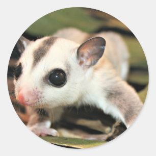 Sugar Glider Runder Aufkleber