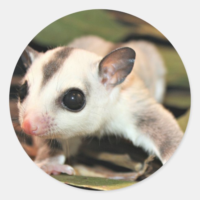 Sugar Glider Runder Aufkleber (Vorderseite)
