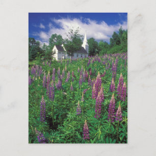 Sugar Hill New Hampshire Lupines and Church Postkarte