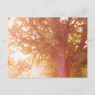 Sugar Maple Tree Sunrise Foto Postkarte