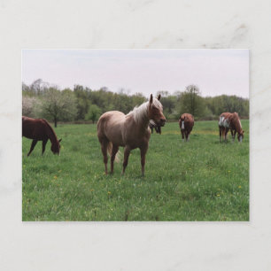 Sugar, Sky, Lady & Harley Postcard Postkarte