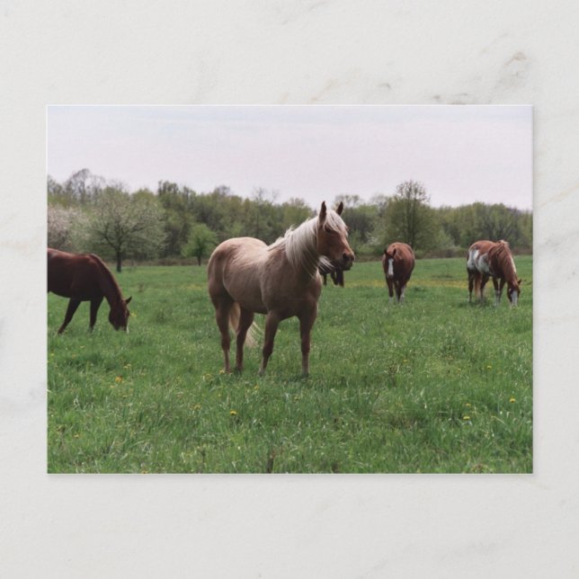 Sugar, Sky, Lady & Harley Postcard Postkarte (Vorderseite)