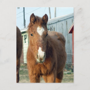 Sugarman's Lynx Postkarte